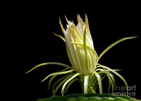 White Spikey Cactus Flower Photograph By Sabrina L Ryan Fine Art America