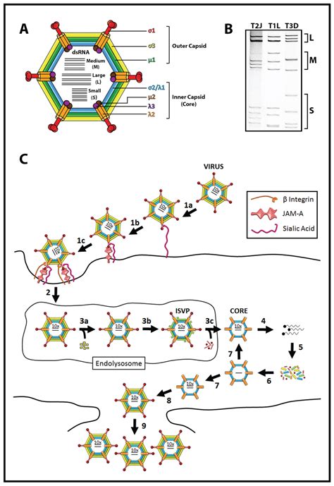 Viruses Free Full Text Potential For Improving Potency And