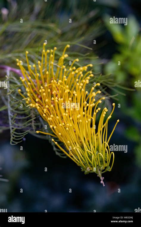 Planta de grevillea fotografías e imágenes de alta resolución Alamy