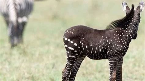 Rare Polka Dotted Zebra Spotted In Kenyan Wildlife Reserve Pics Take