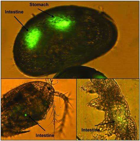 Micro-eukaryotes showing ingestion of fluorescently labelled zoospores ...