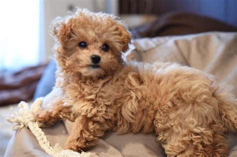 Los 5 Cruces de Caniche (Poodle) Más Populares del Mundo