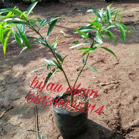 Jual Tanaman Herbal Pohon Mahkota Dewa Shopee Indonesia