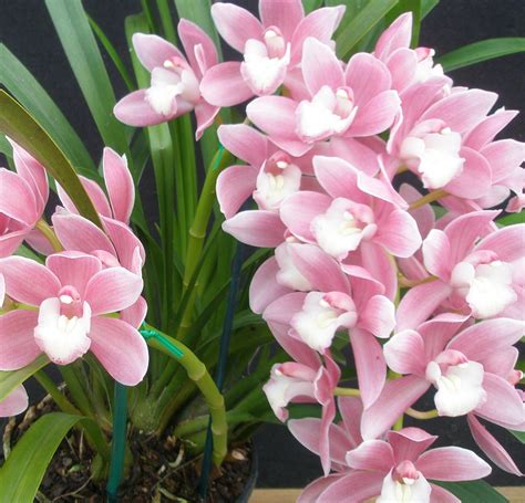 Conhecendo a Orquídea Cymbidium PlantaSonya O seu blog sobre