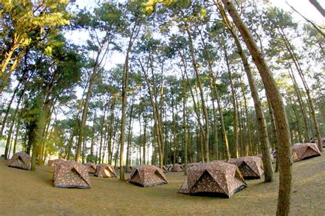 Camping In Pine Forrest At Phu Hin Rong Free Stock Photo Public