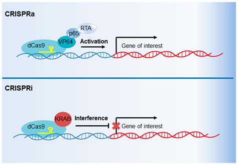 Viruses Free Full Text Crisprcas9 Genetic Analysis Of Virushost