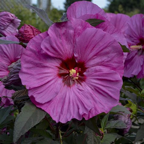 Inner Glow Hardy Hibiscus Salzsieder Nursery