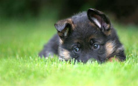 German Shepherd Puppies Wallpapers - Top Free German Shepherd Puppies ...