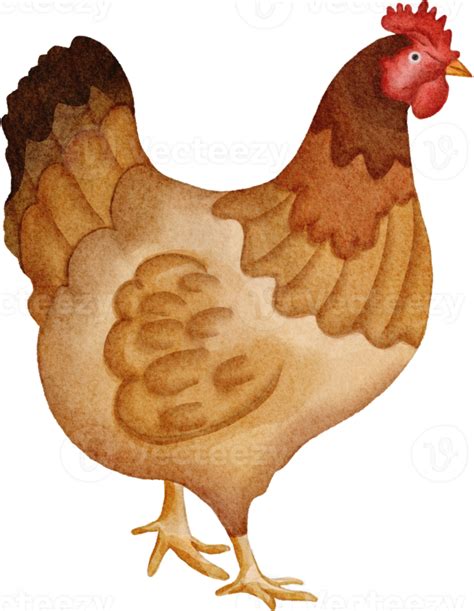 Watercolor Chicken Clip Art 16535638 Png