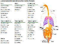 Ppt Microbiologia Aula Microbiota Normal Do Corpo Humano Dokumen Tips