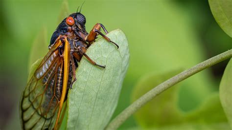 Do Cicadas Pee On You Verify Wcnc