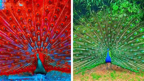 Peacock In The Wind Beautiful Colourful Natural Peacocks Video 44