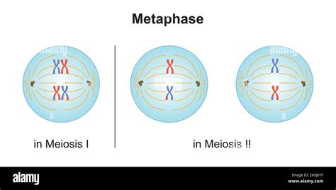 Scientific Designing Of Differences Between Metaphase In Meiosis And In