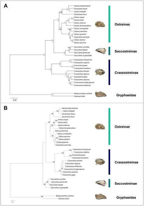 The 5 (Most Common) Oyster Species and The 200 Others You Haven't Heard ...