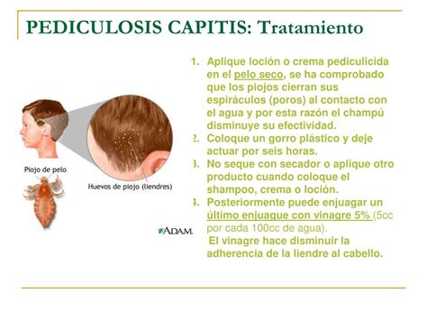 Ppt Pediculosis Powerpoint Presentation Free Download Id895843