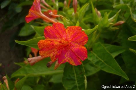 Dziwaczek jalapa Mirabilis jalapa Rośliny w obiektywie Ogrodnictwo