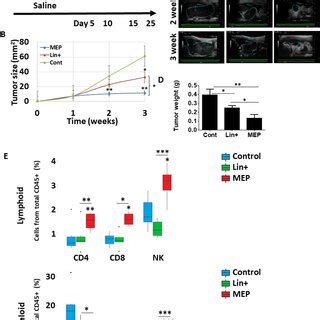 Adoptive Transfer Of Megakaryocyte Erythroid Progenitors Enhances