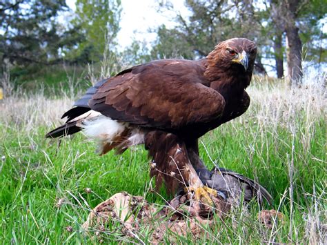 World Beautiful Birds Golden Eagle Amazing Facts And Pictures