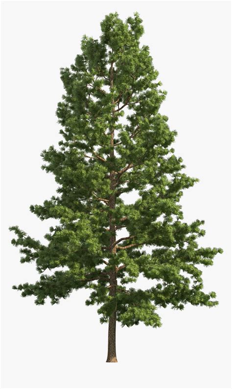 Pine Tree Png Transparent Pine Tree Transparent Background Png