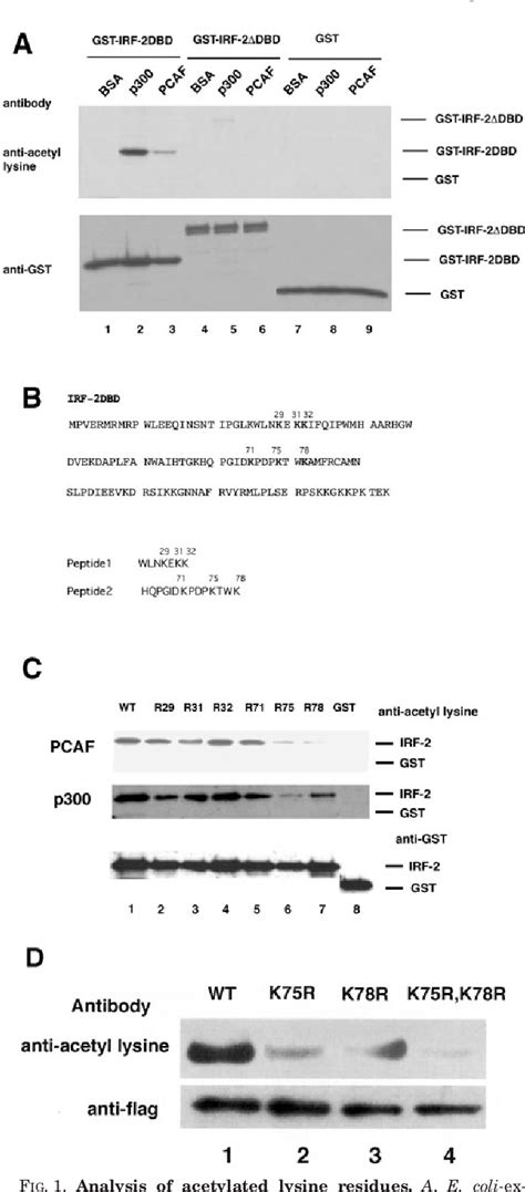 Figure 1 From Interferon Regulatory Factor 2 Regulates Cell Growth