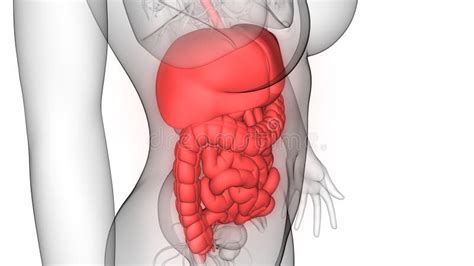 Anatomia Do Sistema Digestivo Dos rg os Do Corpo Humano Ilustração