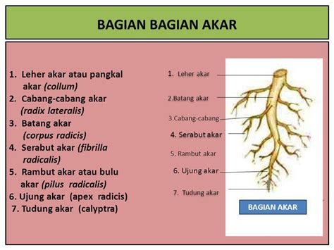 Gambar Akar Dan Bagian Bagiannya - 57+ Koleksi Gambar