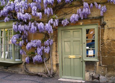 Dlaczego Wisteria Nie Kwitnie Blog Ogrodniczy Florini Pl Porady