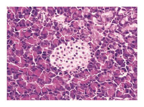 Photomicrographs Of Pancreas Sections In Each Group Normal Pancreatic