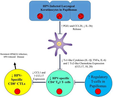 JCM Free Full Text Immune Dysregulation In Patients Persistently