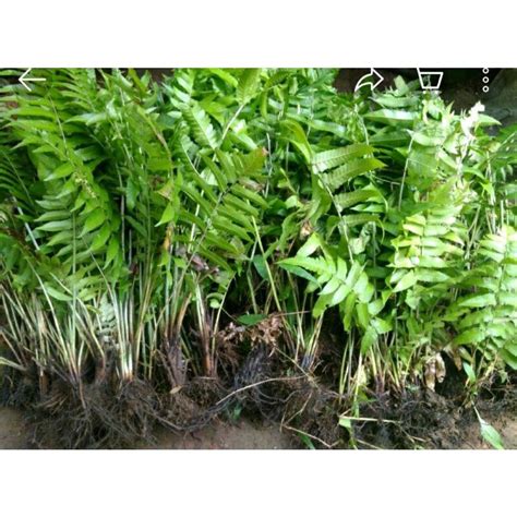 Jual Bibit Pakis Sayur Segar Fresh Kg Isi Banyak Shopee Indonesia