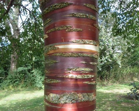 Cherry Tree Bark - Tree Guide UK - Cherry tree bark identification