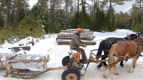 Preparing Our Fancy New Ish Logging Sled Draft Horse Logging