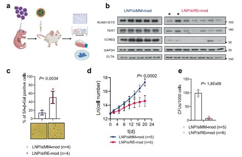 Leukemia 纳米颗粒递送sirna靶向融合基因治疗儿童急髓白血病