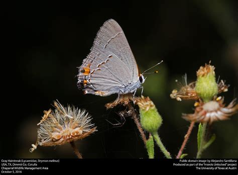 40 Butterflies In Pennsylvania Pictures And Identification