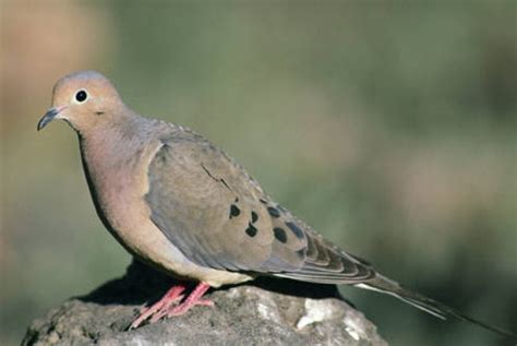 2024 Georgia Dove Season Leila Natalya