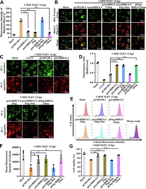 Birc Aa Downregulates Tgev Induced Mptp Opening A And B