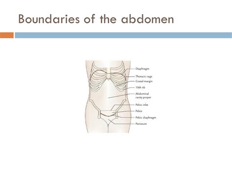 Solution Abdomen Lecture Studypool