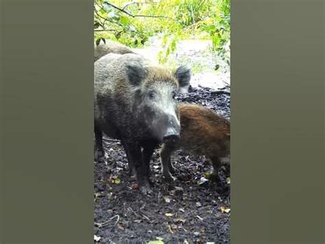 🐗 кабаниха засмущалась - YouTube