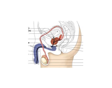 Male Reproductive System Quiz