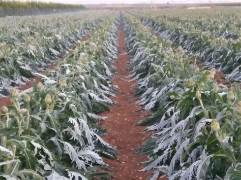 ¿es Posible Dejar De Padecer Daños Por Heladas En El Campo Mexicano