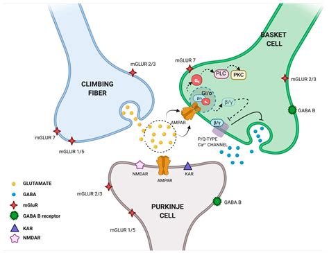 Cells Free Full Text Presynaptic AMPA Receptors In Health And Disease