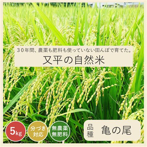 令和5年新米 在来種 亀の尾｜30年間無農薬・無肥料の田んぼで育った自然米 （玄米 白米 分づき米）5kg 静岡県産亀の尾 送料無料 又平