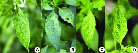 Symptoms Induced By Bbwv2 Single Infection Chlorosis A B Mosaic Download Scientific