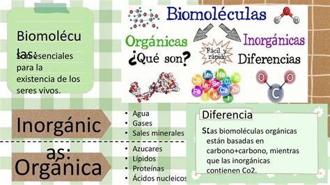 Biomoléculas Orgánicas Amairany Bersabeth García Dominguez Udocz