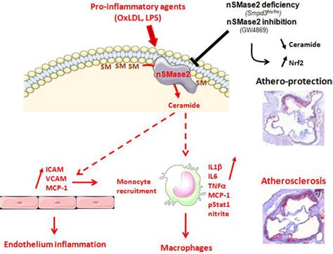 Nsmase Type Neutral Sphingomyelinase Deficiency Or Inhibition By