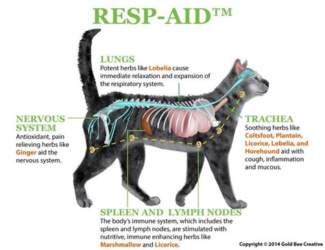 Resp Aid Remedy For Cat Respiratory Infections Nhv