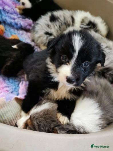 Beautiful Bordernese Samoyed X Puppies | Wickford | Pets4Homes