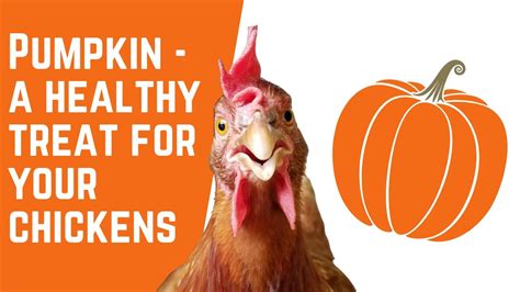 Pumpkins A Healthy Treat For Chickens Youtube