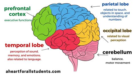 What Are The Types Of Adhd Why They Matter A Heart For All Students