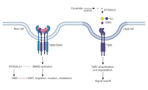 St3gal5‐catalyzed Gangliosides Inhibit Tgf‐β‐induced Epithelial